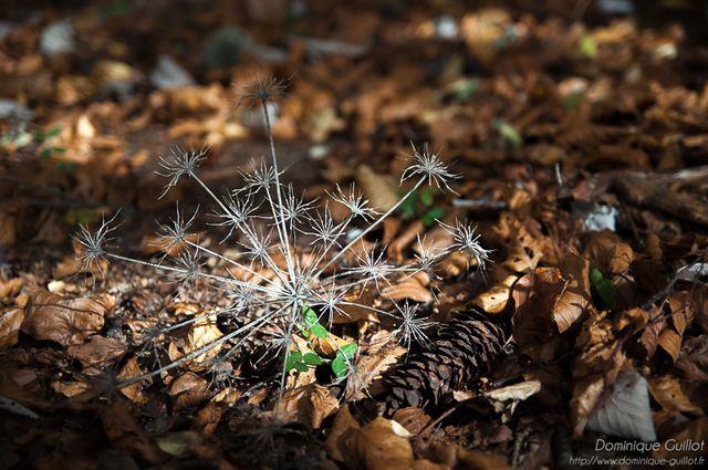 Nature éphémère